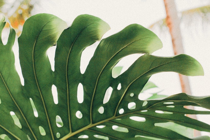 a close up view of a giant monstera green leaf