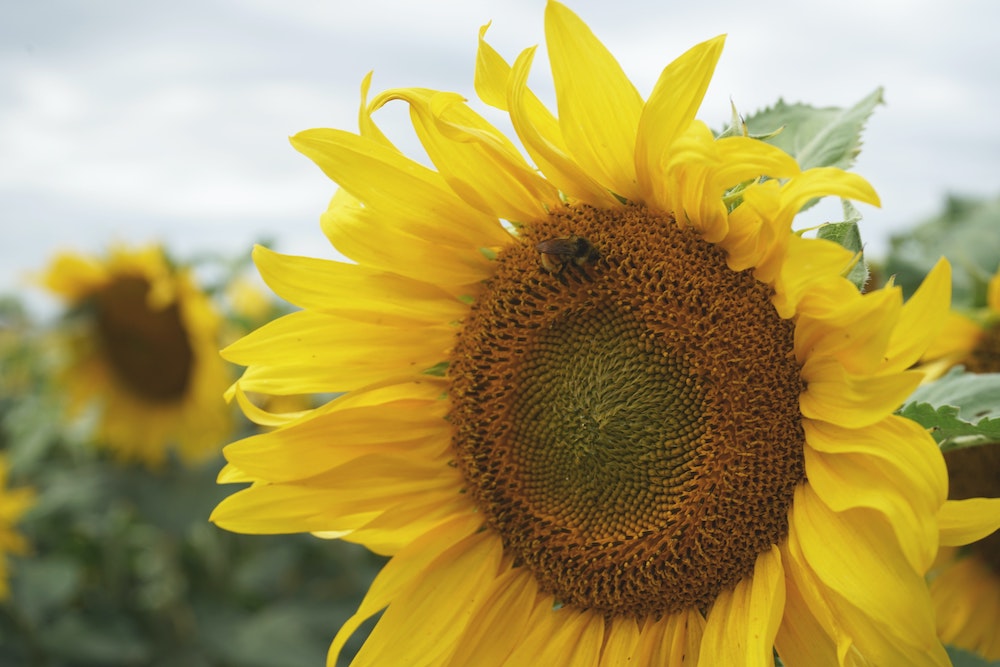 close up view of a sunflower with a bee sitting on it