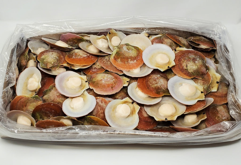 Half-Shell Scallop with Roe - Buy Online - Next Day Delivery