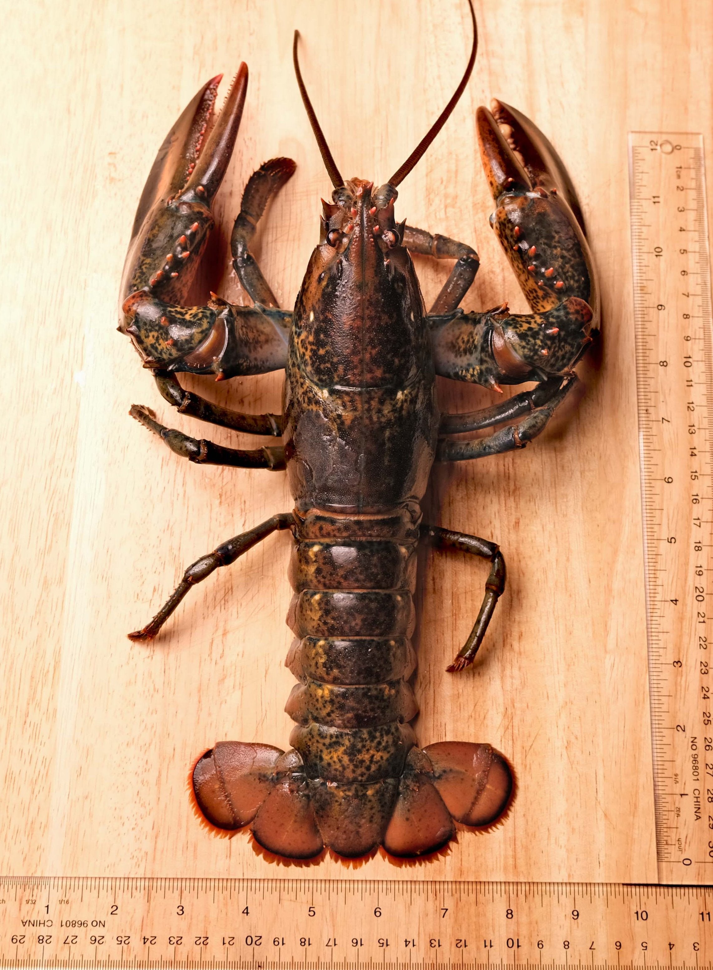 Two Claw Live Lobster 1 25lb Pc 4pc Order Ocean Miracle Online [ 3109 x 2285 Pixel ]