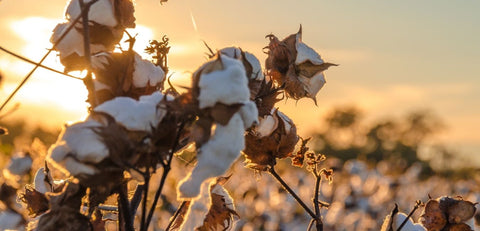 Cotton in the sunset