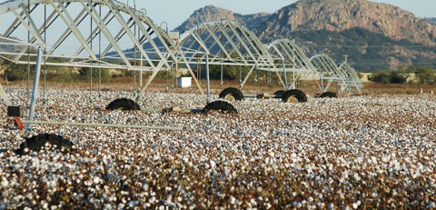 Irrigation of a cotton plantation