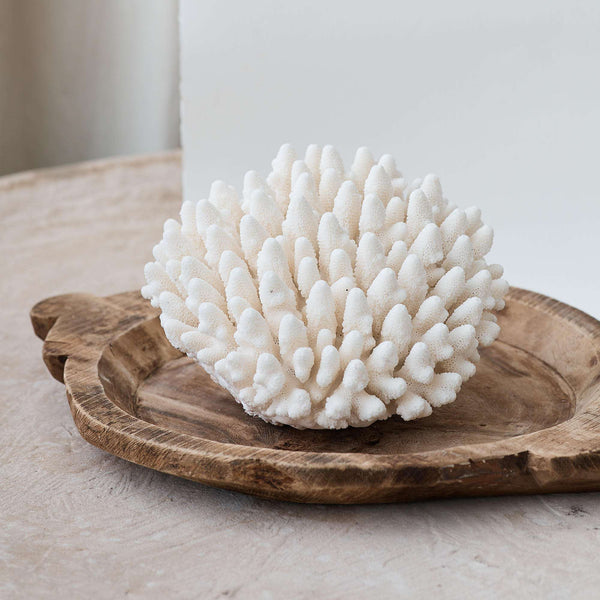 Buy Decorative Coral Online Australia Coral Decoration