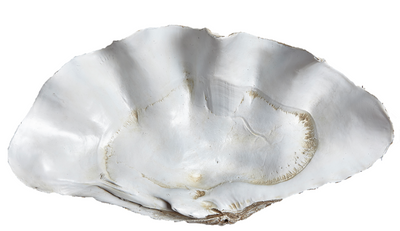 resin giant clam shell bowl