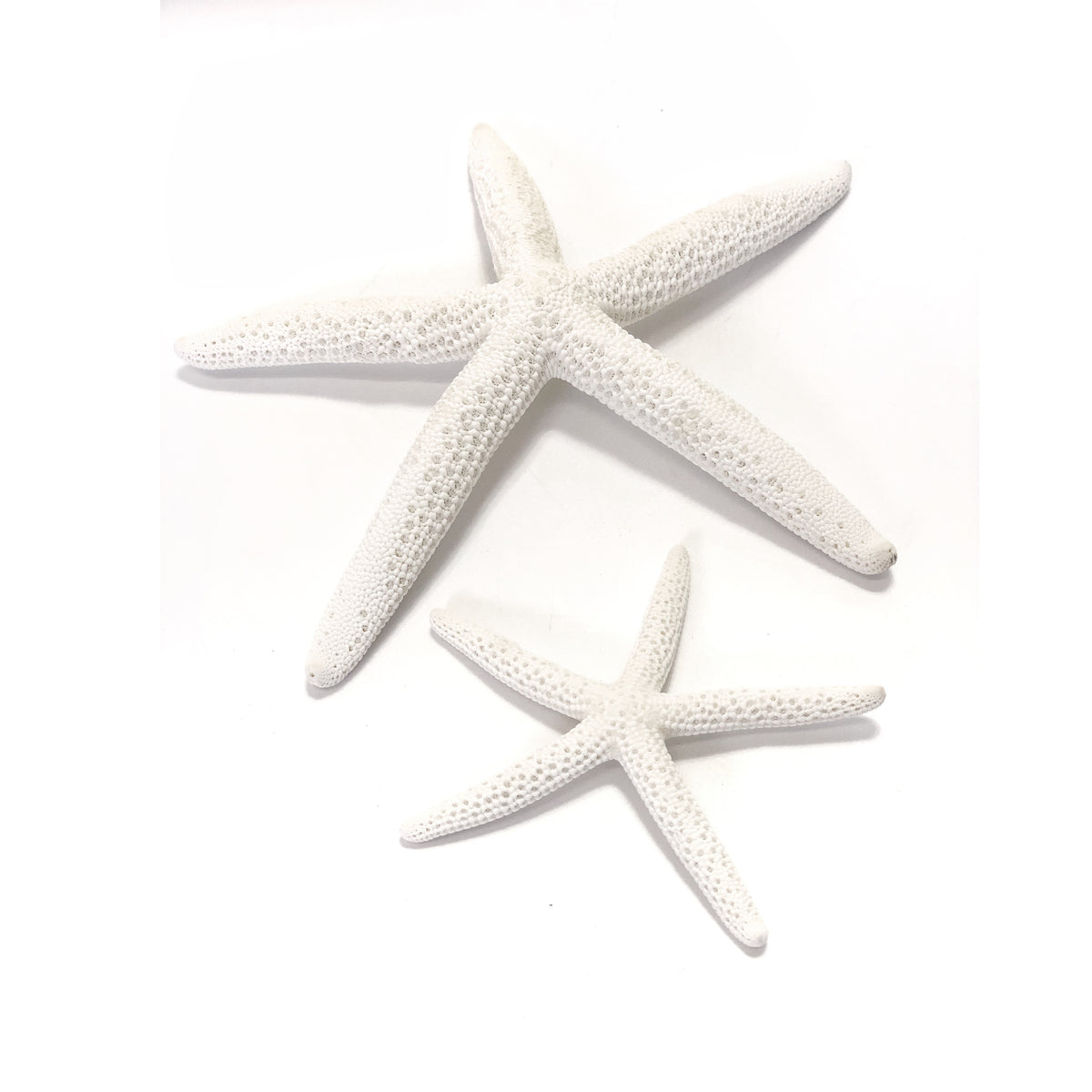 Flat Starfish Large - Sourceress