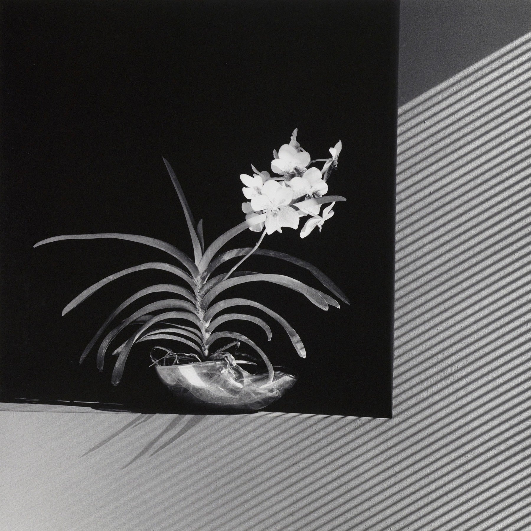 Robert Mapplethorpe's Flowers – dans le gris