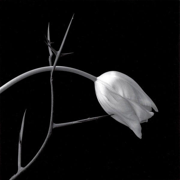 Robert Mapplethorpe's Flower Photography - dans le gris