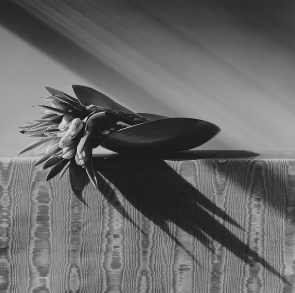 羅伯特·梅普爾索普（Robert Mapplethorpe）的花卉攝影
 - dans le gris