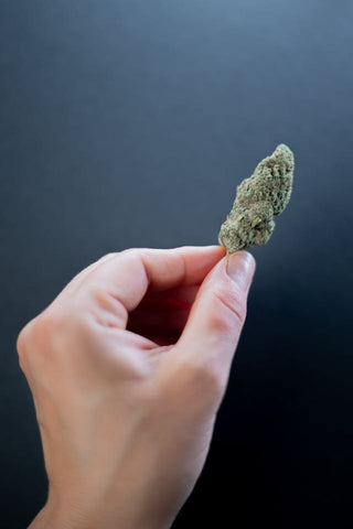A man holding a single nug of butterstuff cannabis flower