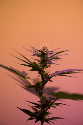 A cannabis sativa plant
