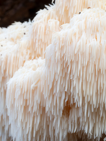 A close up of lion's mane to show the hair like texture of the mushroom's fruiting body