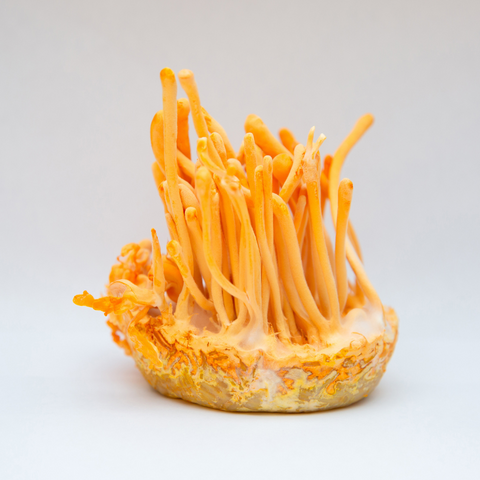 An example of a fresh, orange cordyceps mushroom that can be dried and used in supplements. 