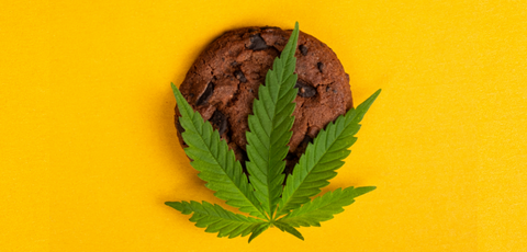 A cannabis-infused cookie arranged with a fresh cannabis leaf on a yellow background