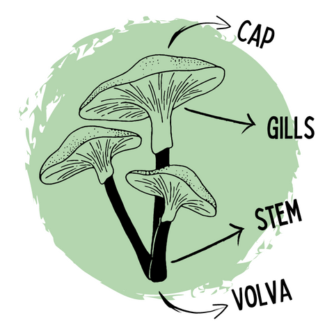 a graphic labelled to show the cap, stem, gills, a volva of a mushroom's fruiting body