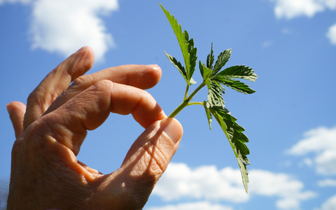 A person holding a piece of a hemp plant, the natural source of Delta-10, to the sky for inspection. 