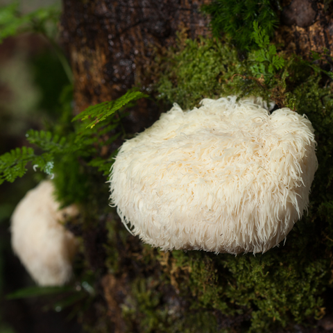 A lion's mane mushroom growing on the side of a mossy tree