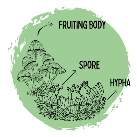 a graphic labelled to show the spore, hypha, and makeup of the mycelium