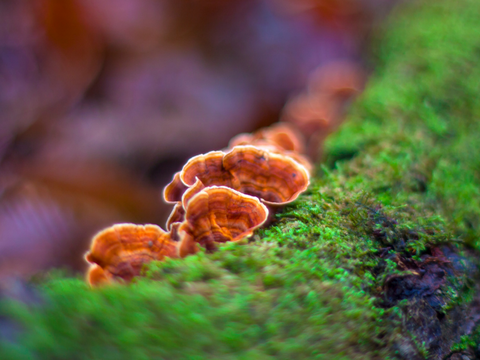 A few small reishi mushrooms growing on a mossy hardwood tree