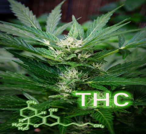 THC, the psychoactive cannabinoid, is only found in trace amounts in industrial hemp.