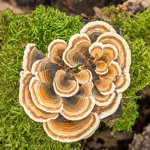 Turkey tail mushroom growing in a cluster on a mossy tree