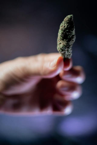 A close up of a man's hand holding an indica body high strain of cannabis