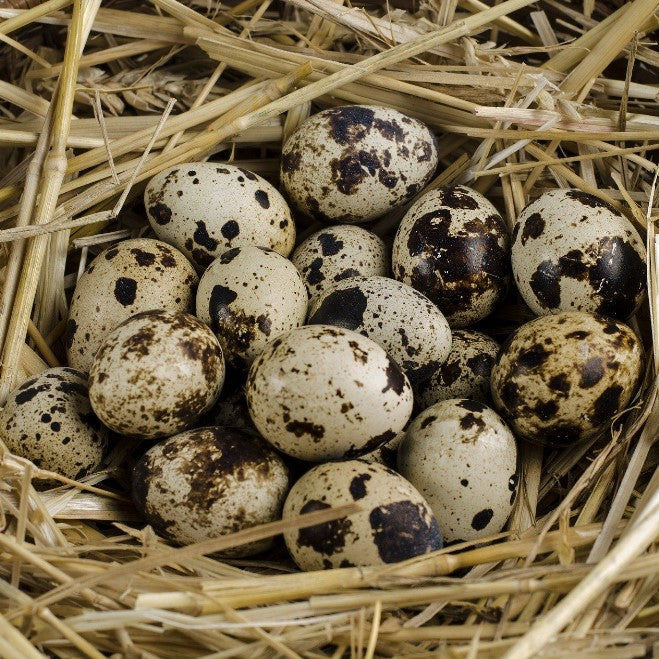 Telur Burung Puyuh Per Pack 10 Butir Tuquh