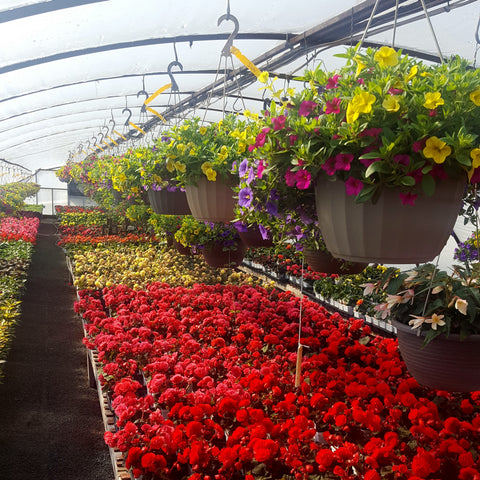 Beautiful begonias grown locally at Southview Greenhouse Growers