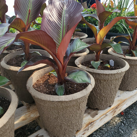 tropical banana plants grown locally in Sudbury at Southview Greenhouses