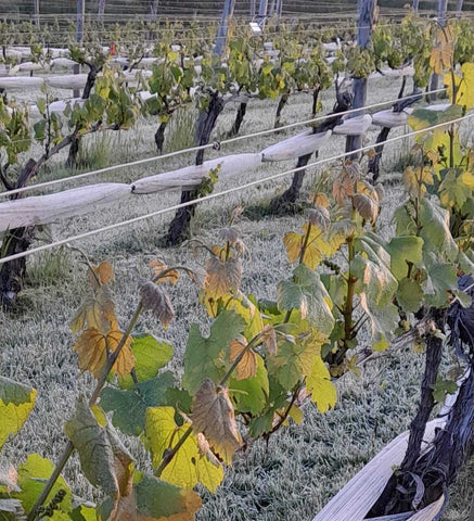 Frosted Chardonnay