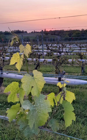 One Chardonnay shoot survives the frost