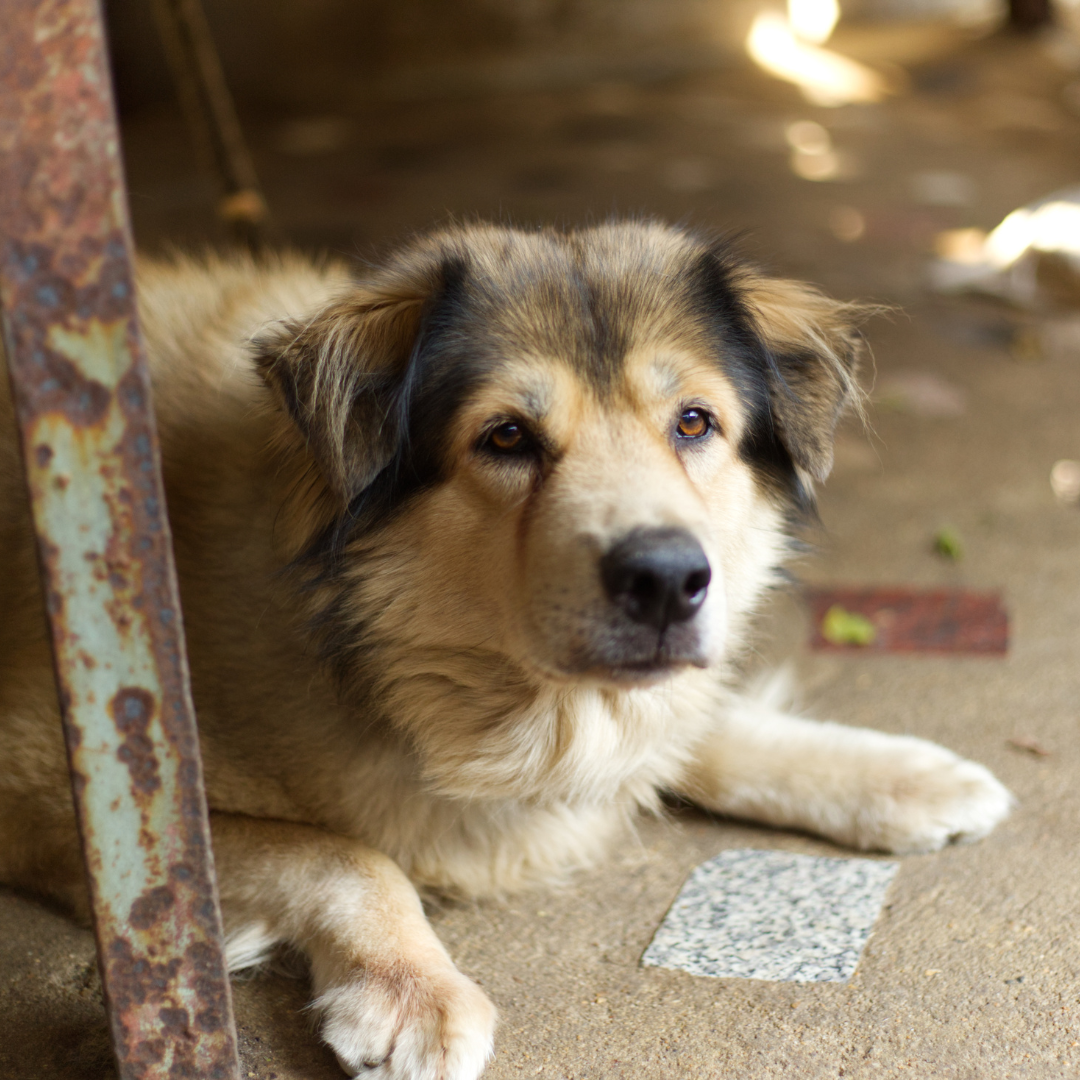 adoption of old dogs