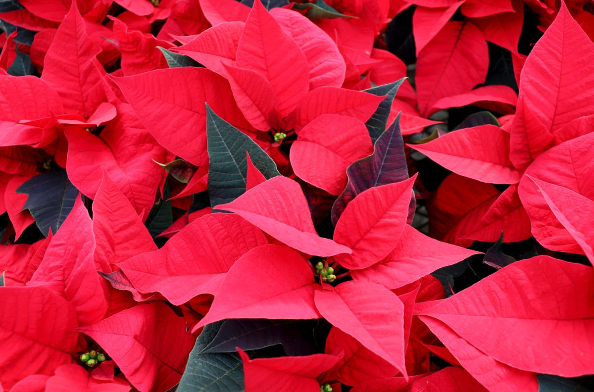 Poinsettia & Tabletop – Anna's Garden, Home & Wellness