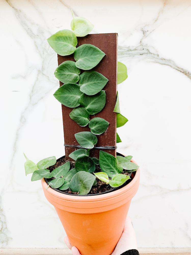 Rhaphidophora Korthalsii “Shingle Plant” – Anna's Garden, Home & Wellness