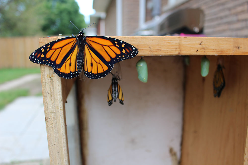 Building a Butterfly Habitat – Anna's Garden, Home & Wellness
