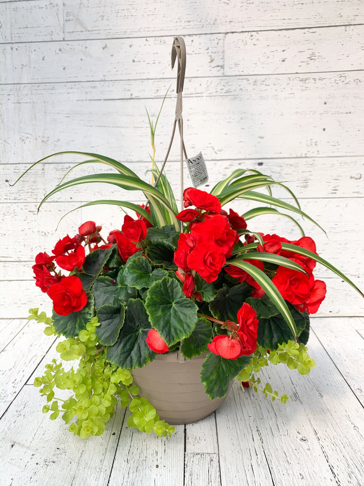 
            
                Load image into Gallery viewer, 12” Rieger Begonia Mixed Hanging Basket
            
        