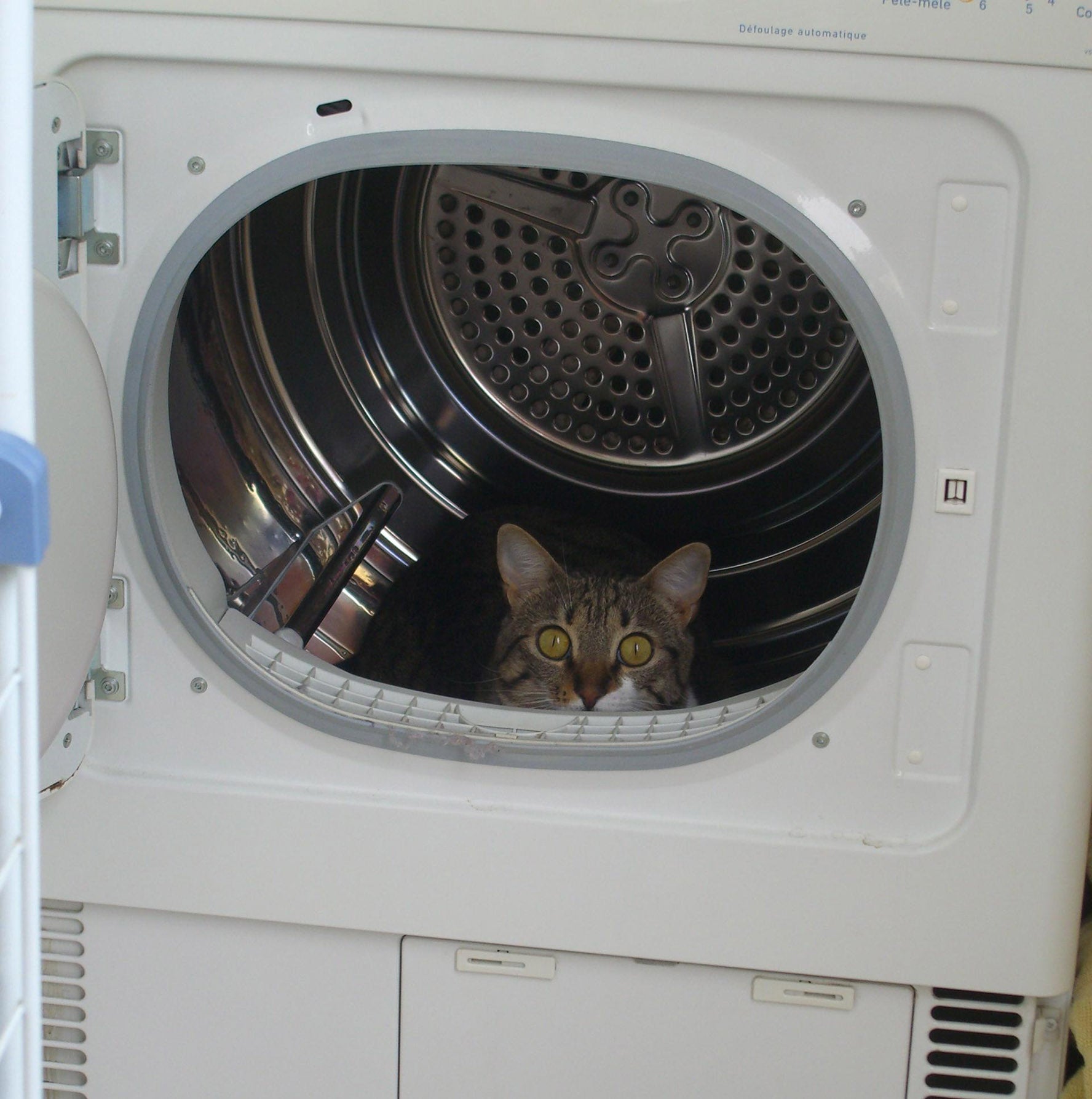 Cat in washing machine