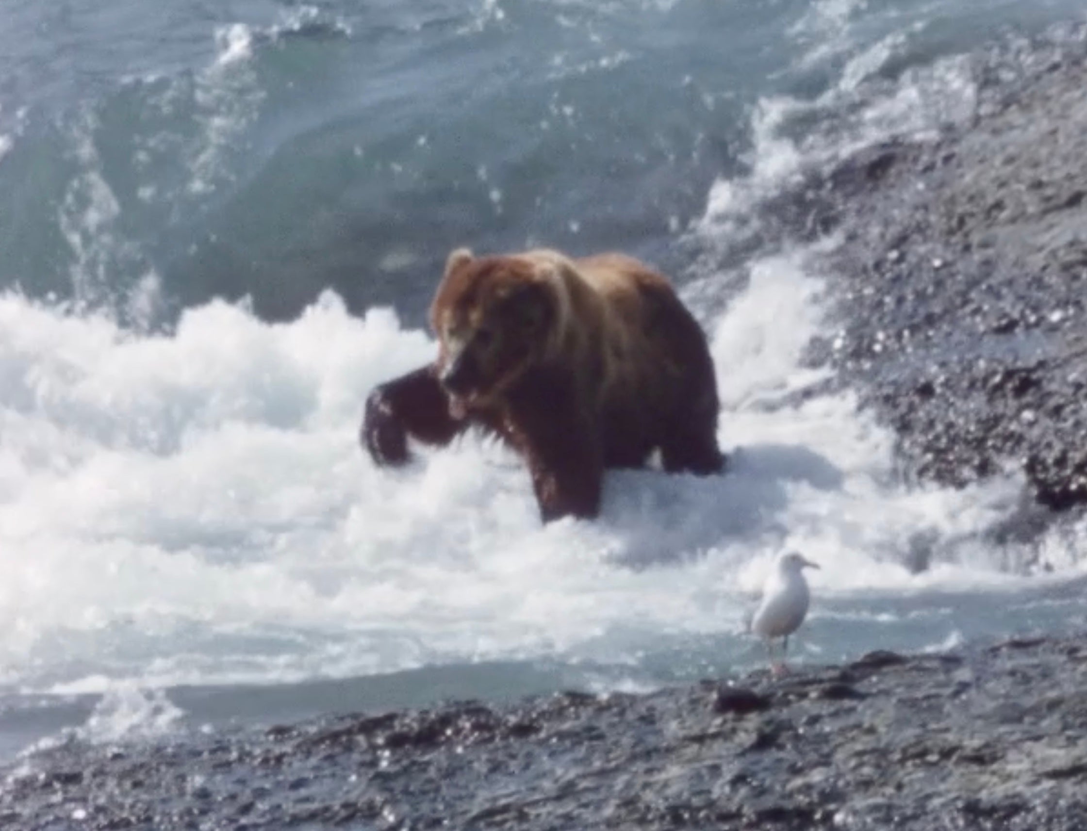 A bear fishing in a river