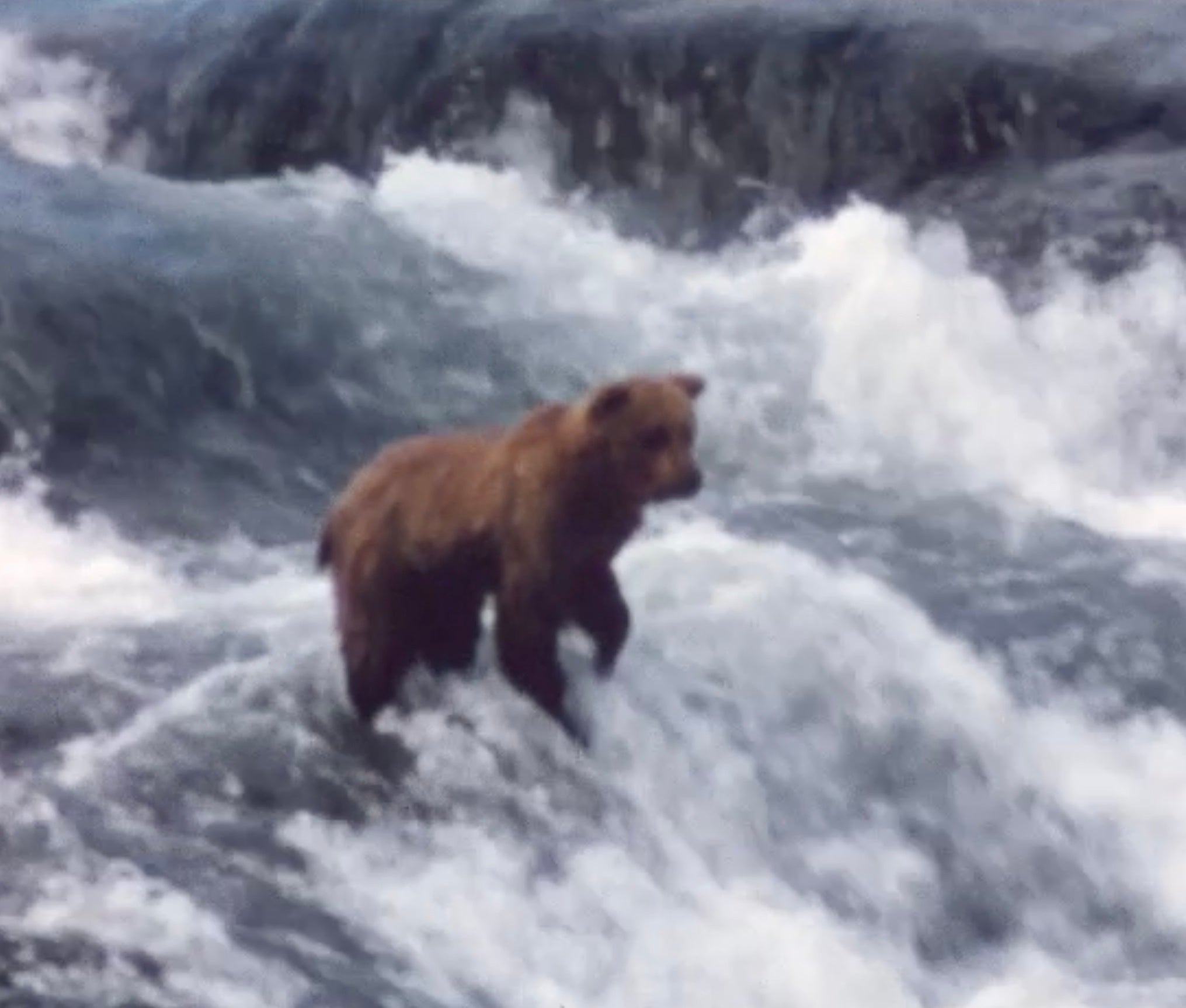 Bear swimming in river