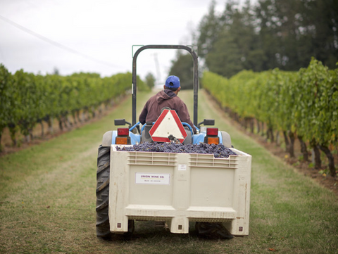 tractor driving through vineyard