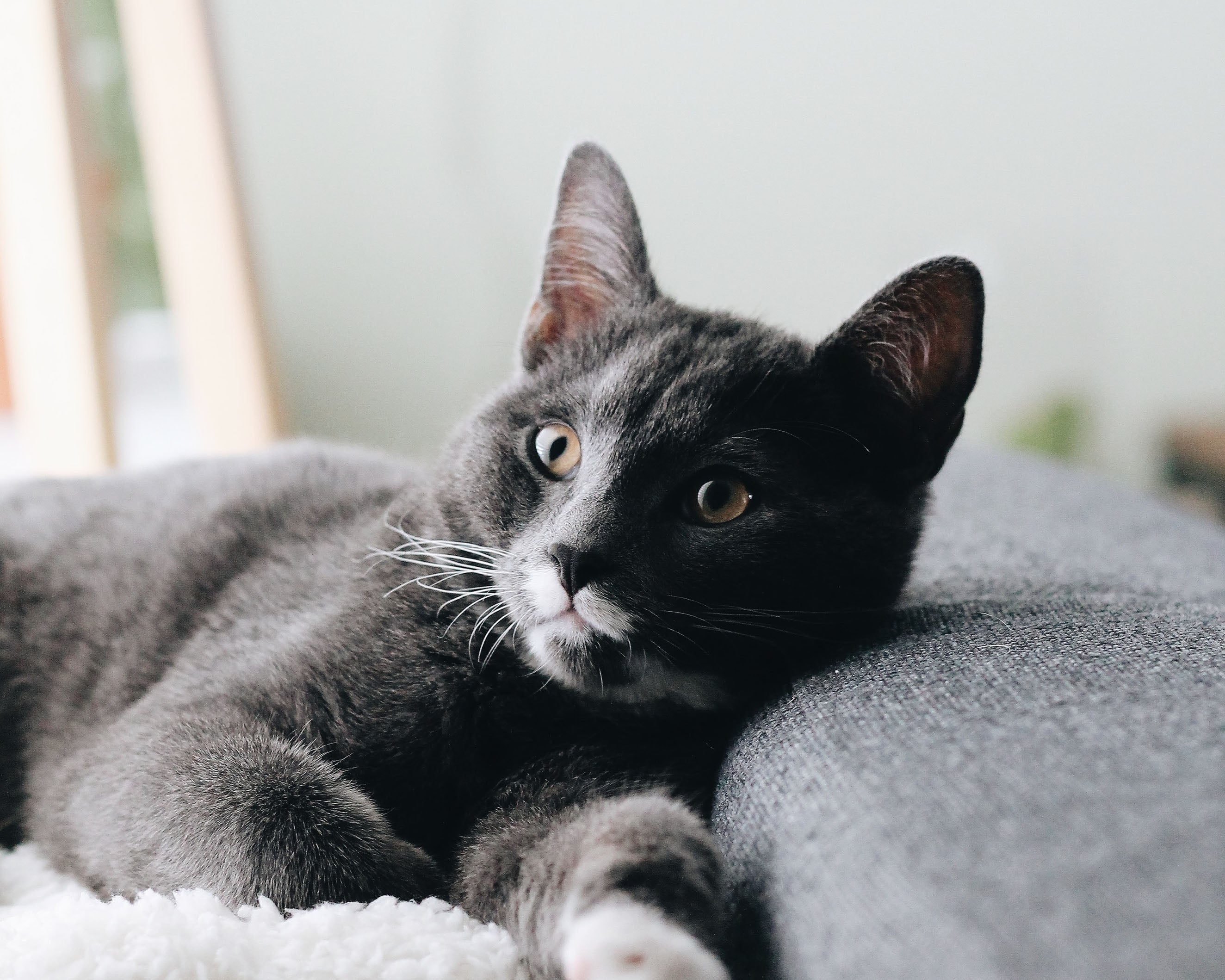 Cat lounging on a couch