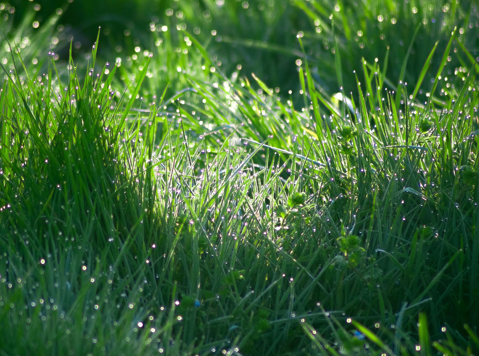 Wet grass in the sun