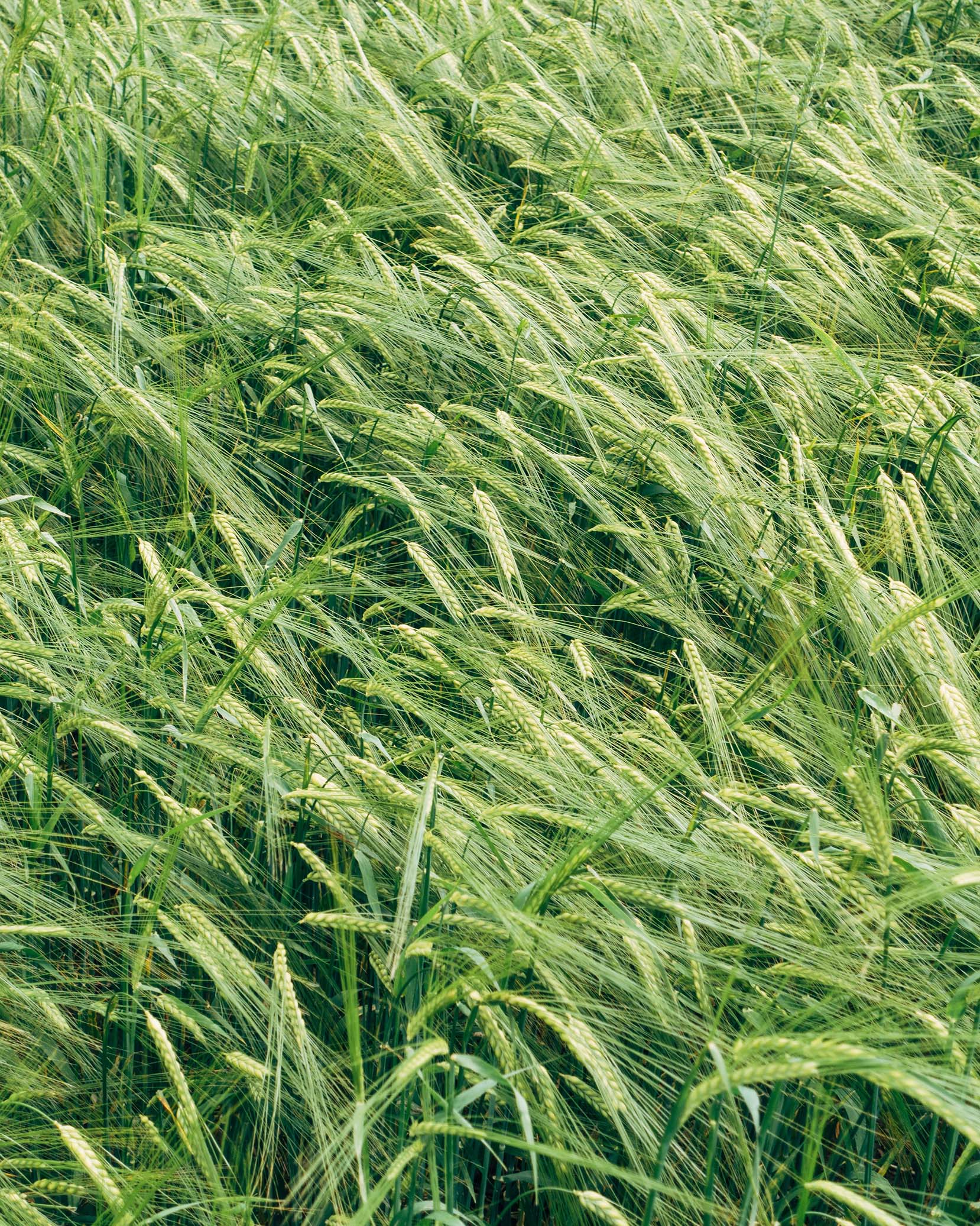 Wind blown grass