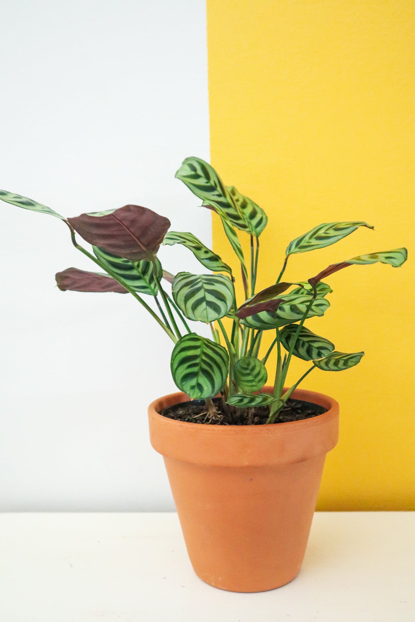 Fishbone Prayer Plant | Shop Indoor Plants Online 🌿 Happy Plants