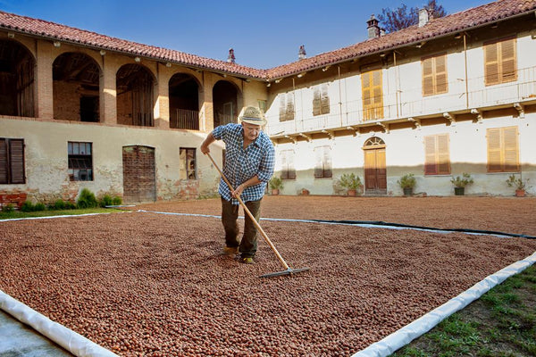 Dry Altalanga hazelnuts