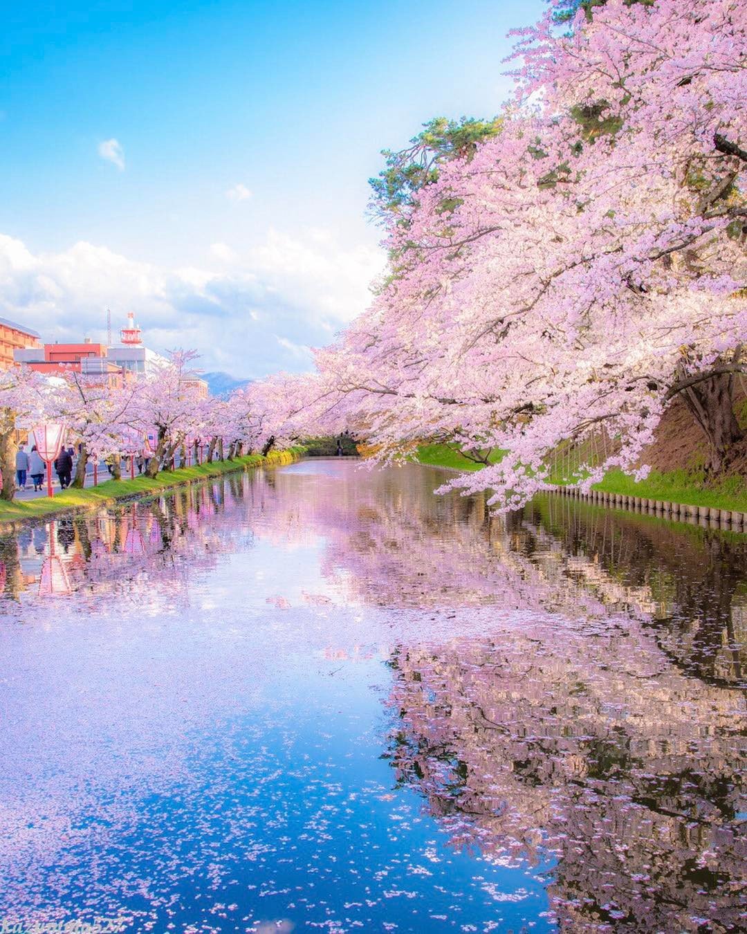 日本櫻花活動與景點加入口袋名單，安排一場粉紅賞櫻之旅