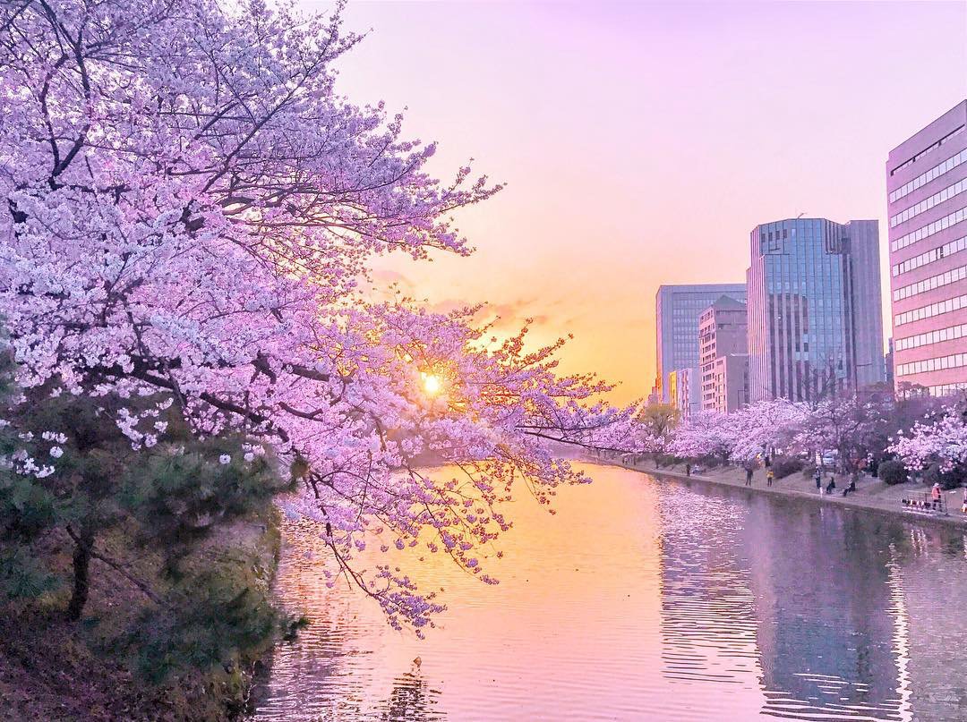 日本福岡最有名的賞櫻地點舞鶴公園，別有一番風情