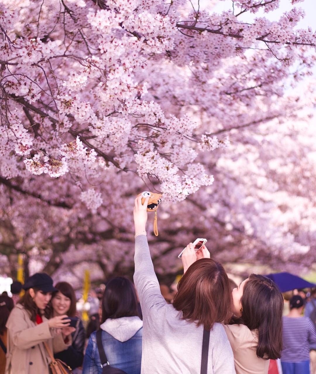 日本超美櫻花祭不能錯過的選擇