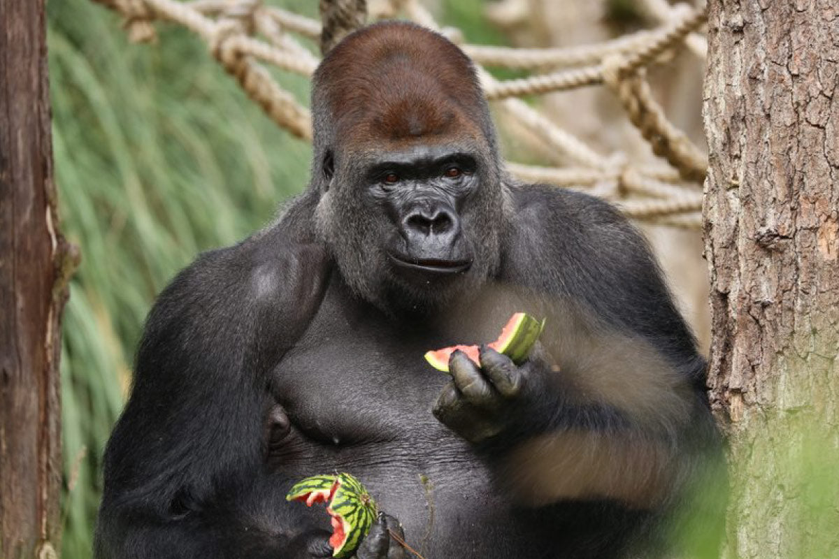 umade-咔咔吃-猩猩素食主義吃水果，保持健康肌肉量