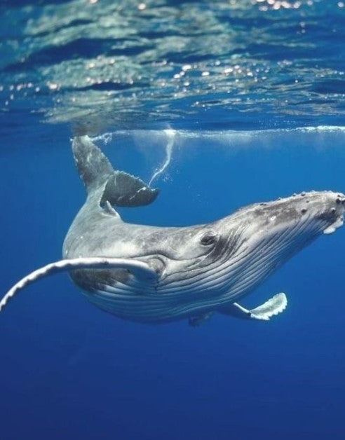 umade-萬用快乾毛巾衣/毛巾/旅行浴巾/運動毛巾/海灘巾-幸運鯨魚尾-鯨魚是地球上體型最大的哺乳動物，雖然擁有巨大的身軀，但其實牠性格溫順、容易與人親近