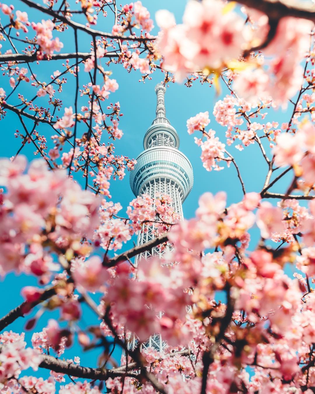 日本晴空塔配上櫻花盛開絕美風景